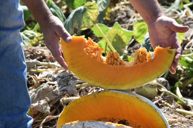 Büyük şehirlerin "bal kabağı" Afyonkarahisar'dan gidiyor